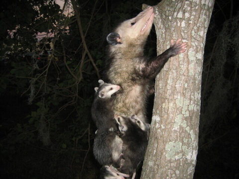 Do Opossums Live in Trees? | Opossum Friends