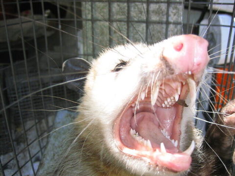 What to Do in Case of an Opossum Bite | Opossum Friends