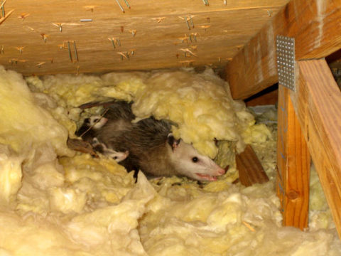 Opossums During Winter | Opossum Friends